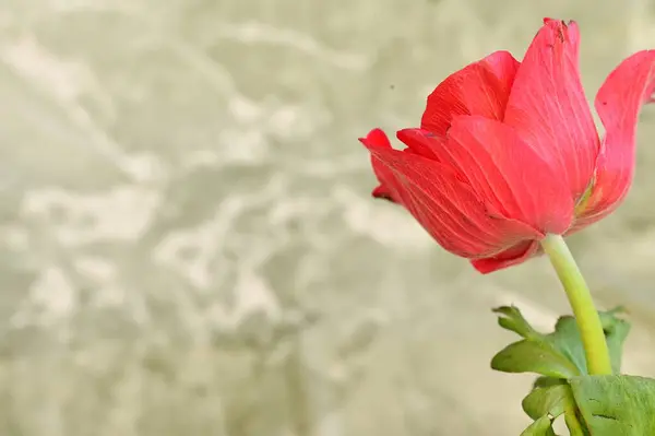 Close Beautiful Red Flower — Stock Photo, Image