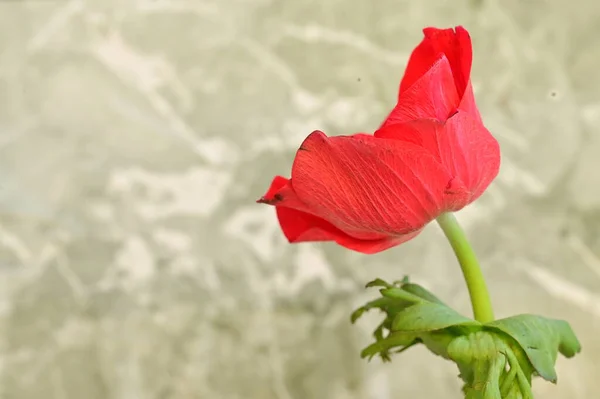 Közelről Gyönyörű Vörös Virág — Stock Fotó