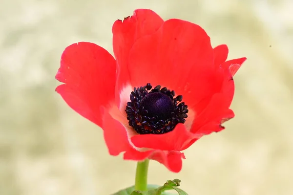 Primer Plano Hermosa Flor Roja — Foto de Stock