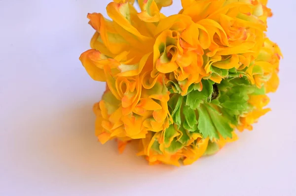 Крупним Планом Красива Жовта Квітка — стокове фото