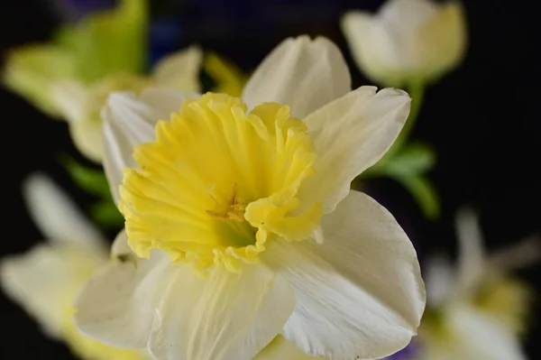 Красивые Цветы Нарциссов Закрыть — стоковое фото