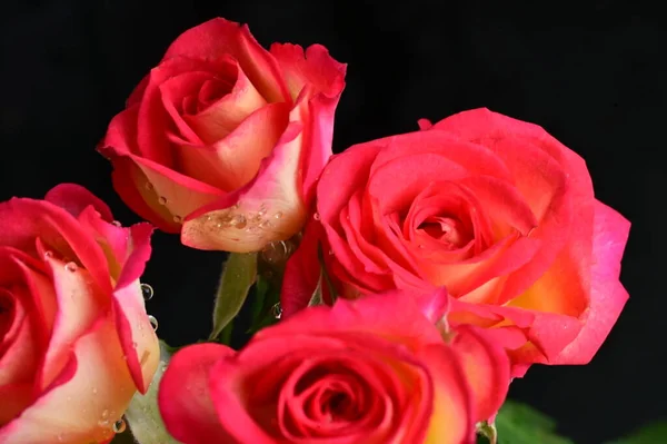 Krásné Růže Květiny Zblízka — Stock fotografie