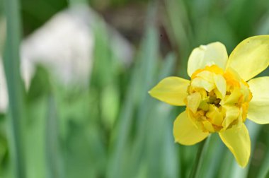 Bahçedeki nergis çiçeği