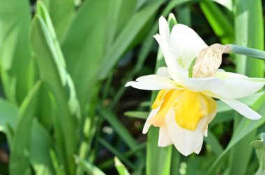 Bahçedeki nergis çiçeği