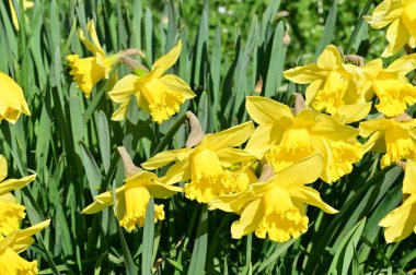 Bahçedeki nergis çiçekleri