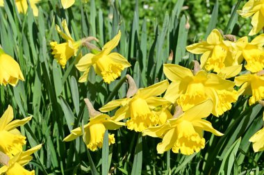 Bahçedeki nergis çiçekleri