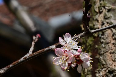 Güzel beyaz çiçekler, ağaç çiçekleri.