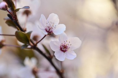 Güzel beyaz çiçekler, ağaç çiçekleri.