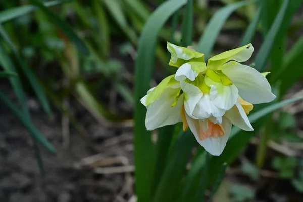 Belle Fleur Jonquille Dans Jardin — Photo