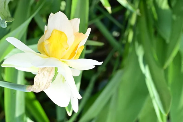 花园里美丽的水仙花 — 图库照片