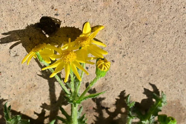 美しい黄色の花のクローズ アップ — ストック写真