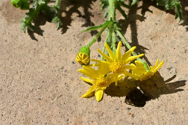 Закрыть Красивые Желтые Цветки — стоковое фото