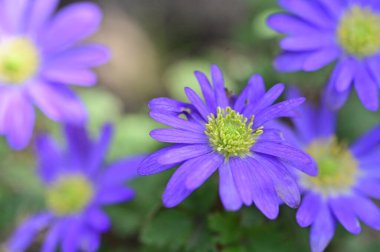 Bahçedeki güzel çiçekler