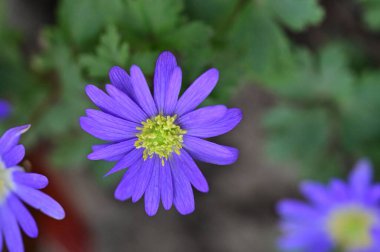 Bahçedeki güzel çiçekler