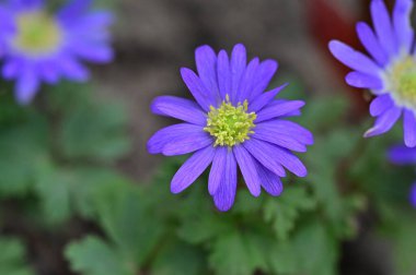 Bahçedeki güzel çiçekler