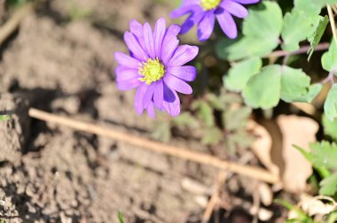 Bahçedeki güzel çiçekler