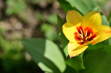 Güzel lale çiçeği, kapat manzarayı
