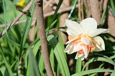 Bahçedeki nergis çiçeği