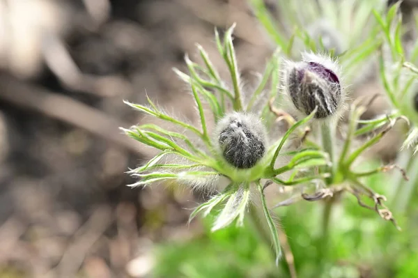 stock image beautiful  buds of flowers in the garden