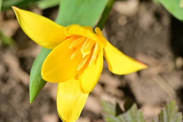 Belle Fleur Tulipe Vue Rapprochée — Photo