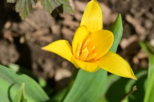 Güzel Lale Çiçeği Kapat Manzarayı — Stok fotoğraf
