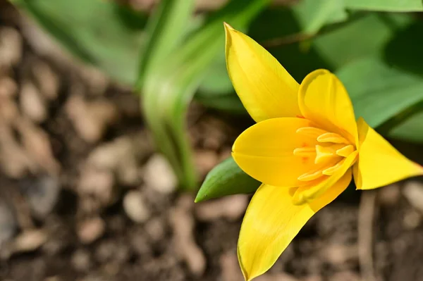 Vacker Tulpan Blomma Närbild — Stockfoto