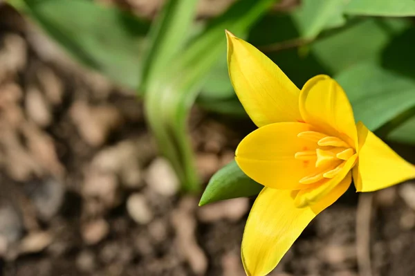Vacker Tulpan Blomma Närbild — Stockfoto