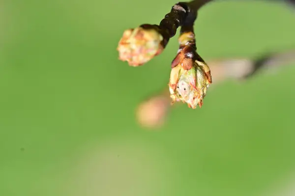 아름다운 나무의 꽃봉오리 가까이에서 바라본다 — 스톡 사진