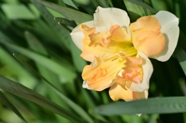 Bahçedeki nergis çiçeği