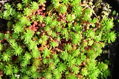 Bahçedeki yeşil bitkiler