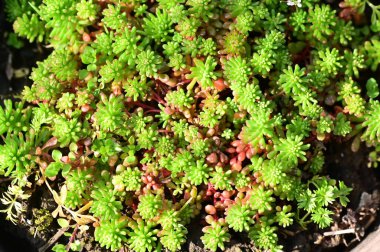 Bahçedeki yeşil bitkiler