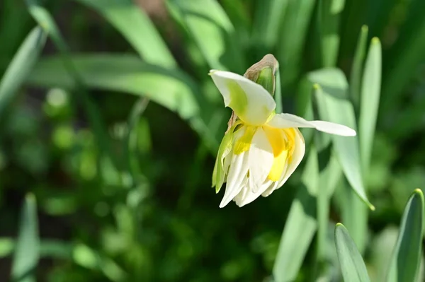 庭の美しいダフォドールの花 — ストック写真