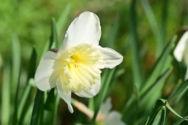 Hermosa Flor Narciso Jardín —  Fotos de Stock