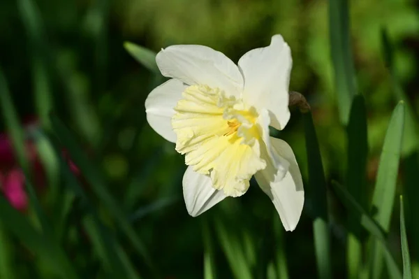 Красива Квітка Нарциса Саду — стокове фото