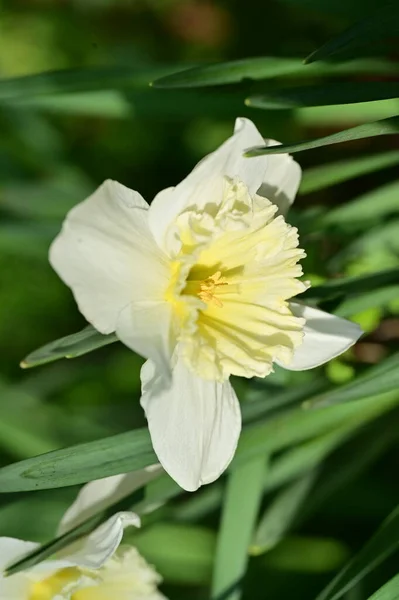 Vacker Påsklilja Blomma Trädgården — Stockfoto