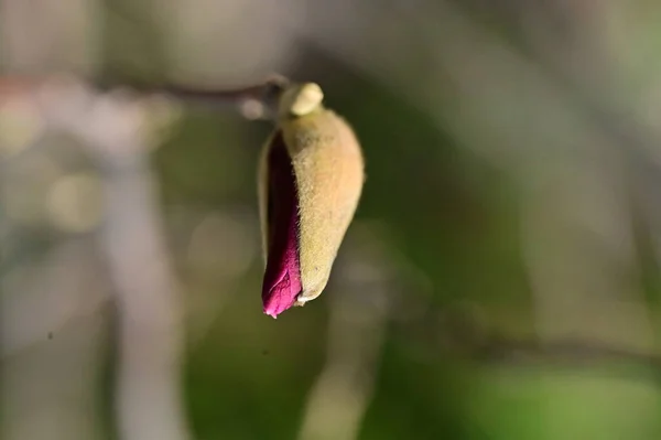 Άνοιξη Άνθος Μπουμπούκι Λουλούδι Στο Δέντρο — Φωτογραφία Αρχείου
