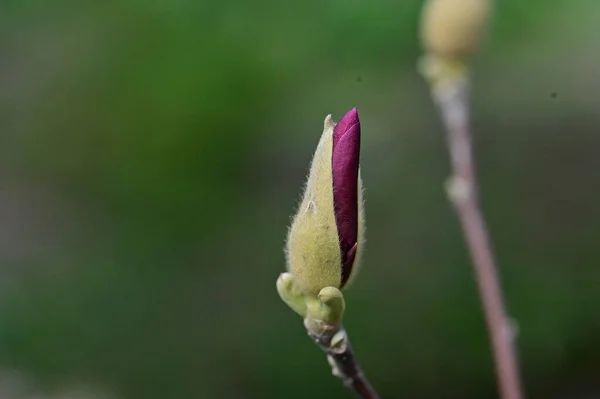 Весенний Цветок Цветок Дереве — стоковое фото