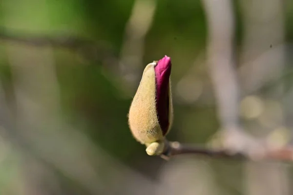 Άνοιξη Άνθος Μπουμπούκι Λουλούδι Στο Δέντρο — Φωτογραφία Αρχείου