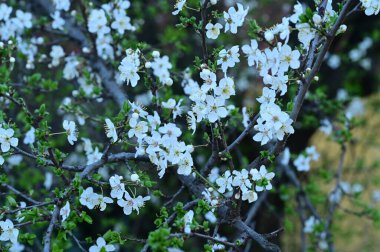 Güzel çiçekler, ağaç çiçeği, doğa.