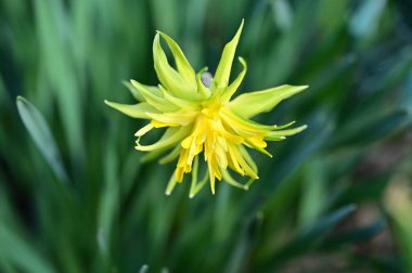 Bahçedeki nergis çiçeği