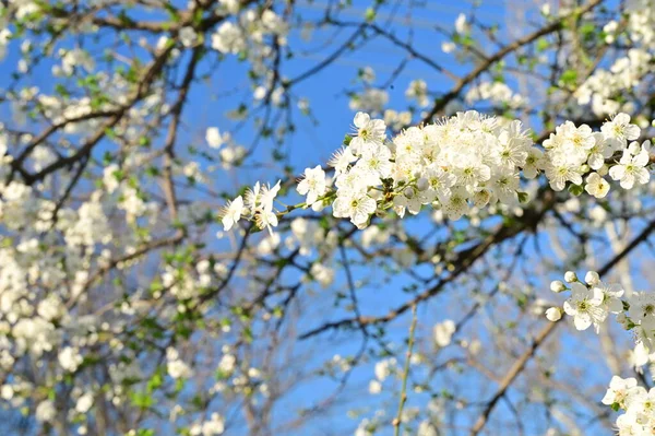 Mooie Witte Bloemen Boom Bloesem — Stockfoto