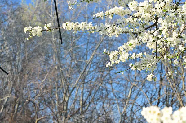 Όμορφα Λευκά Λουλούδια Άνθη Δέντρων — Φωτογραφία Αρχείου