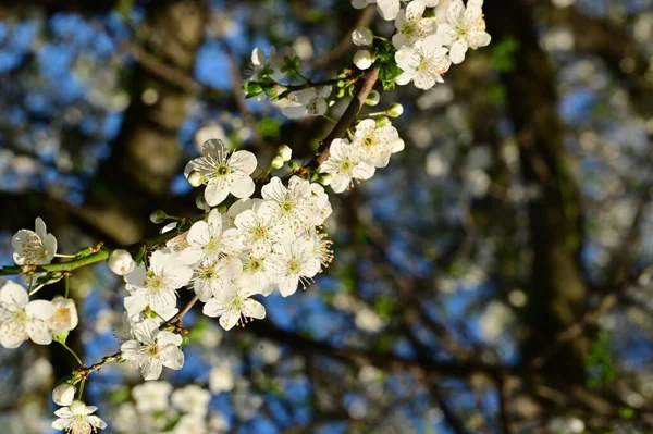 Красиві Білі Квіти Розквіт Дерева — стокове фото