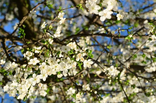 Beautiful White Flowers Tree Blossom — Stock Photo, Image