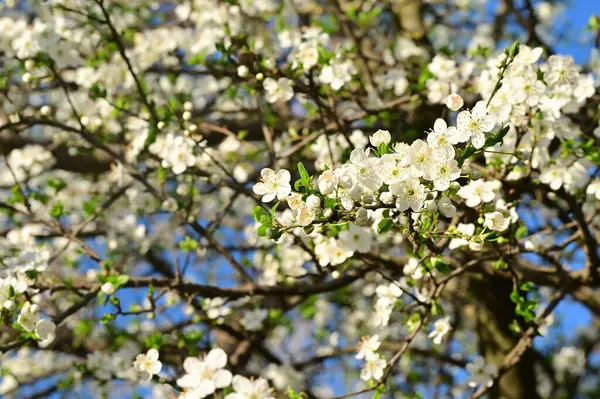 Красивые Белые Цветы Цветок Дерева — стоковое фото