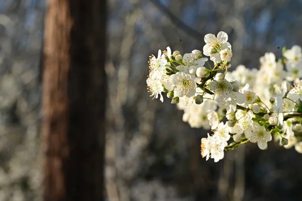 Krásné Bílé Květy Květy Stromů — Stock fotografie
