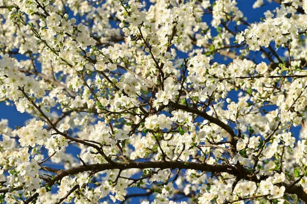 美しい白い花木の花 — ストック写真