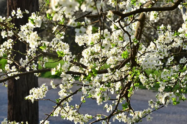 Piękne Białe Kwiaty Kwiat Drzewa — Zdjęcie stockowe