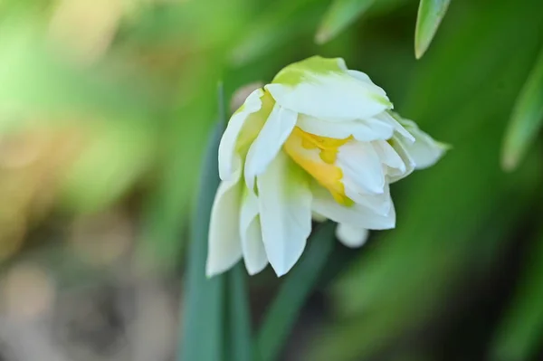 Belle Fleur Jonquille Dans Jardin — Photo