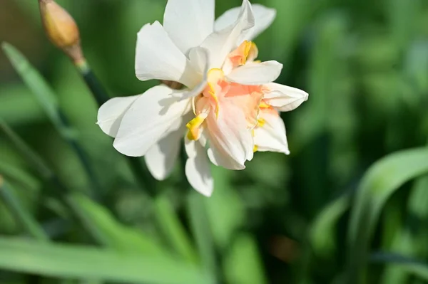 Hermosa Flor Narciso Jardín —  Fotos de Stock